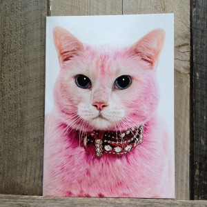 front-pinkcat