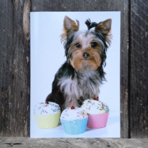 front-yorkie