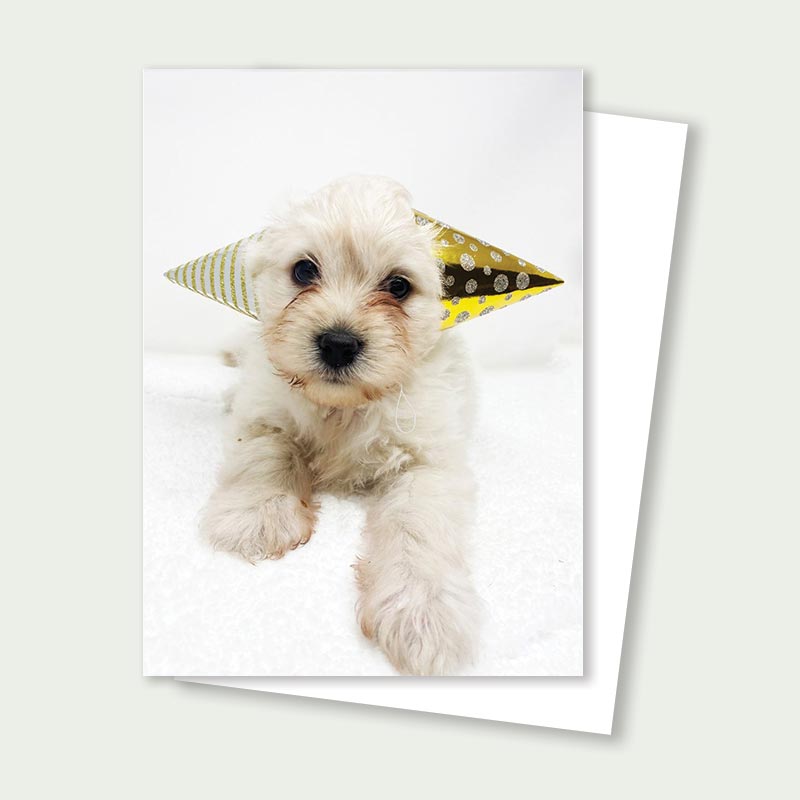 Minka the Doodle Puppy Rescue Card with Party Hats