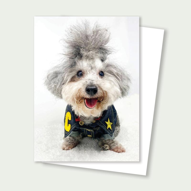 Charlie Denim Poodle Rescue Card