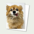 Pomeranian- Greeting Card- Rescue Miss P Card