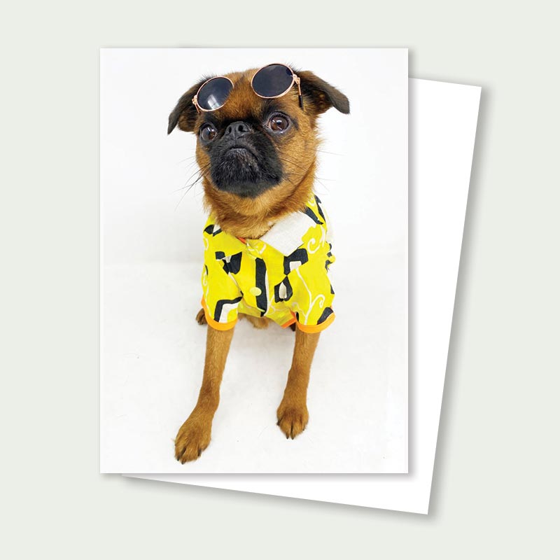 Pitzel Smooth Coat Brussels Griffon Card