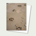 Paw Prints in Sand Greeting Card – Beach Photography Card