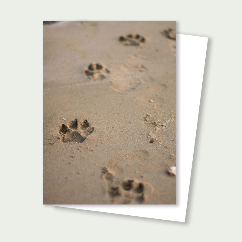 Paw Prints in Sand Greeting Card – Beach Photography Card