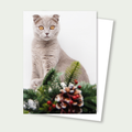 Birdie Scottish Straight Cat Holiday Card