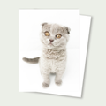 Birdie Mae the adorabe Scottish Fold Kitten