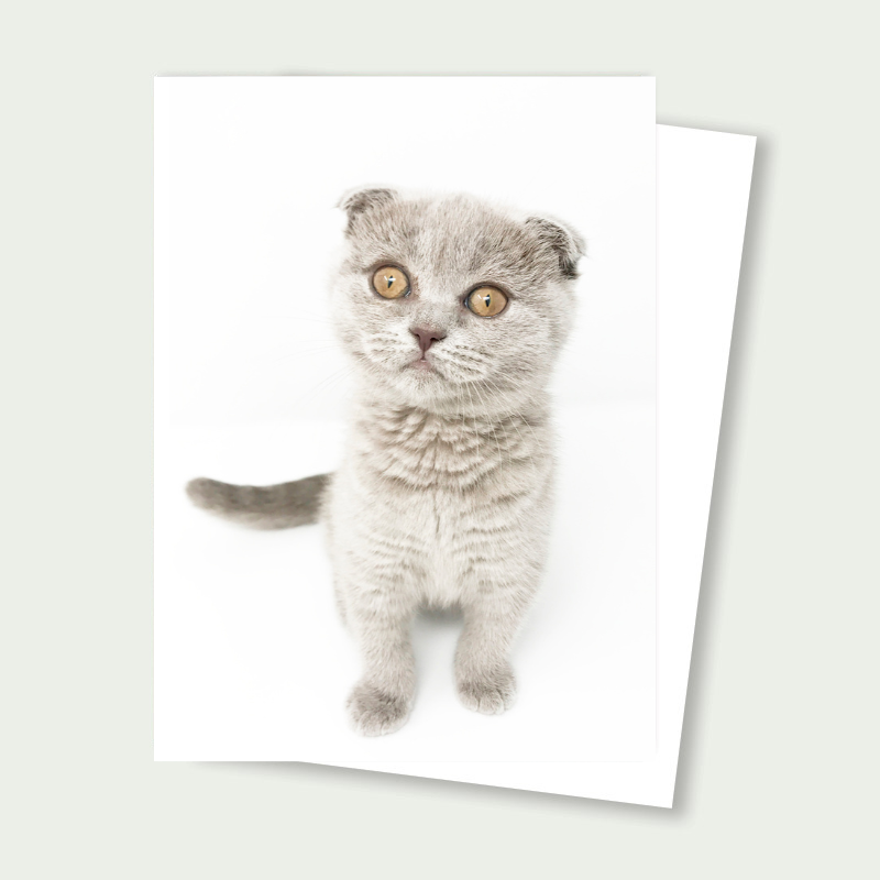 Birdie Mae the adorabe Scottish Fold Kitten