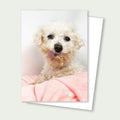 Chica Senior Poodle Bichon Mix Rescue Card