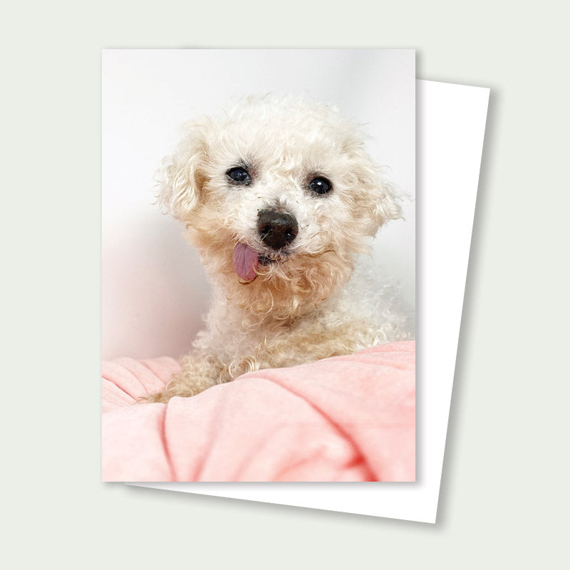 Chica Senior Poodle Bichon Mix Rescue Card