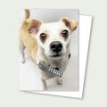 Gifford the Chug Rescue Card