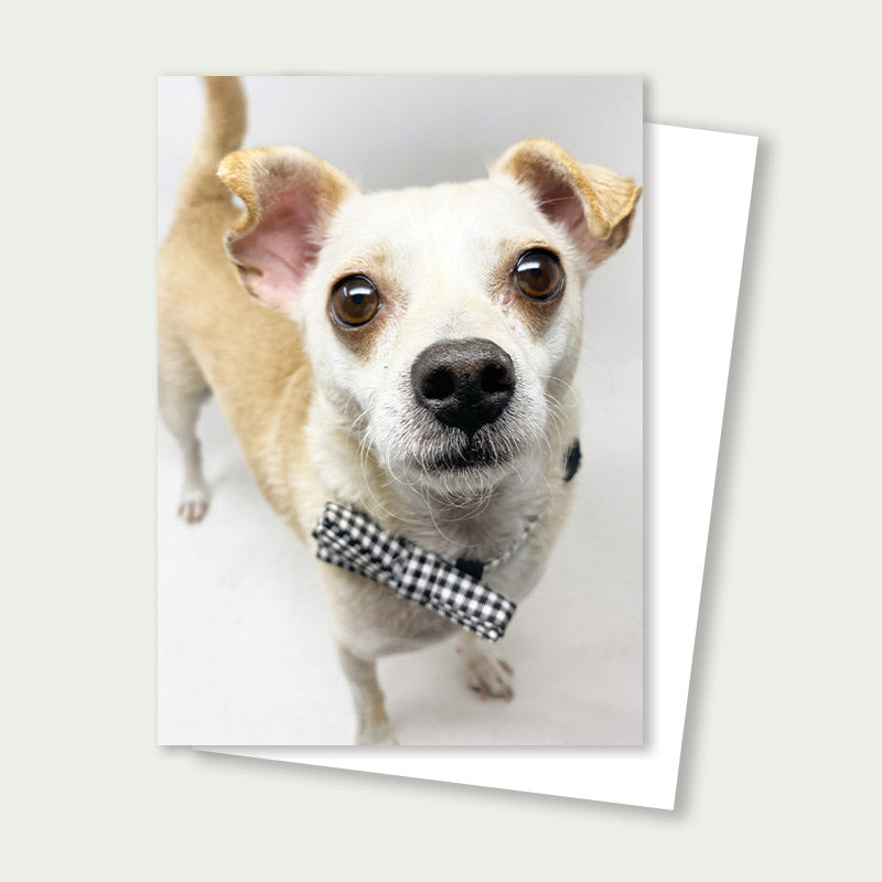 Gifford the Chug Rescue Card