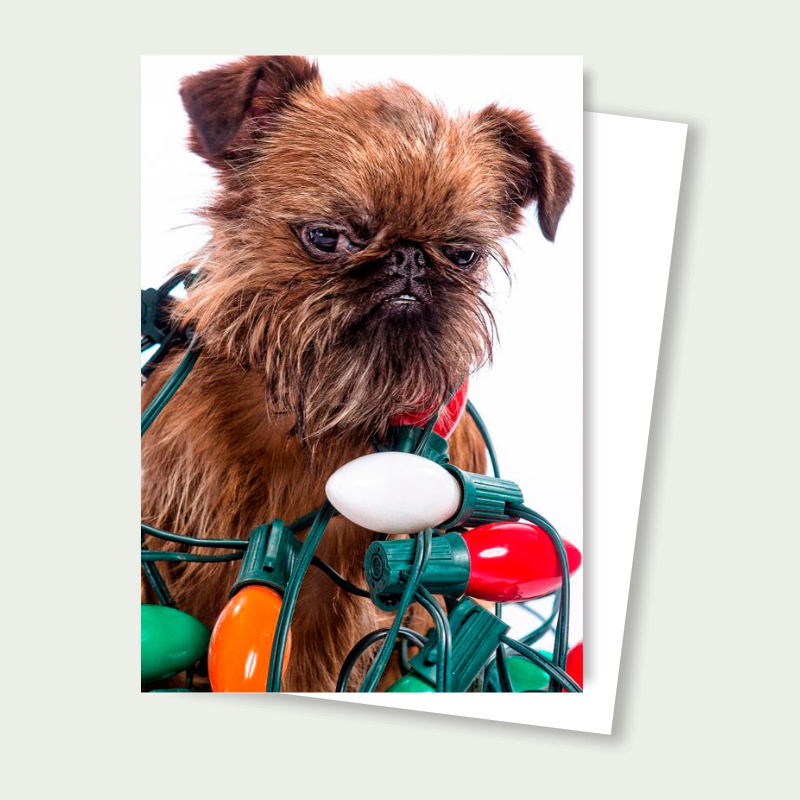 Sprout the Brussels Griffon - Grumpy Holiday Griff