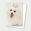 Princess Mia the Maltese Card