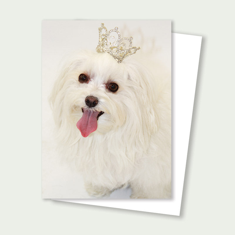 Princess Mia the Maltese Card