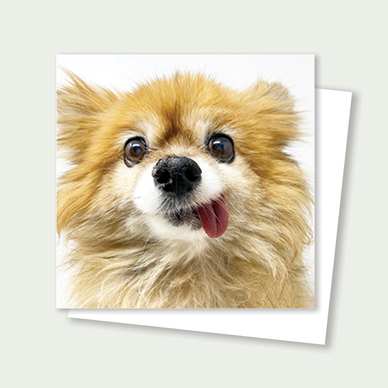 Miss P Pomeranian Rescue Card 3x3