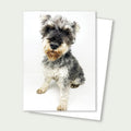 Pandy Senior Schnauzer Rescue Card