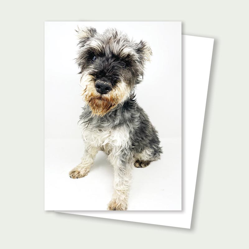 Pandy Senior Schnauzer Rescue Card