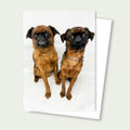 Smooth Coat Brussels Griffon 2 Pups Card