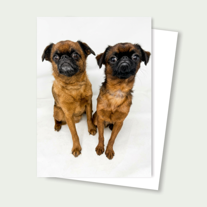 Smooth Coat Brussels Griffon 2 Pups Card