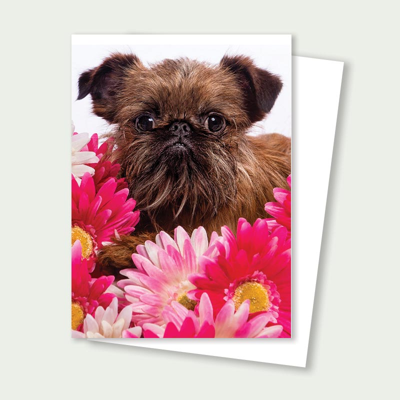 Sprout Flowers Brussels Griffon Card