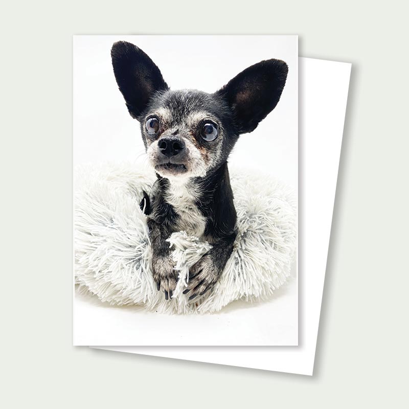 Vida the Senior Chihuahua Rescue Card