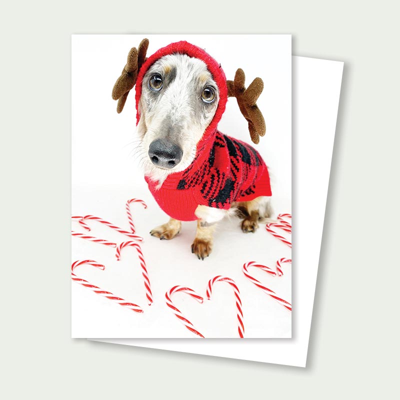 Apple Holiday Rescue Card - Dachshund Candy Cane Card