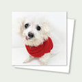 Chica Senior Poodle Bichon Mix Rescue Card 3x3