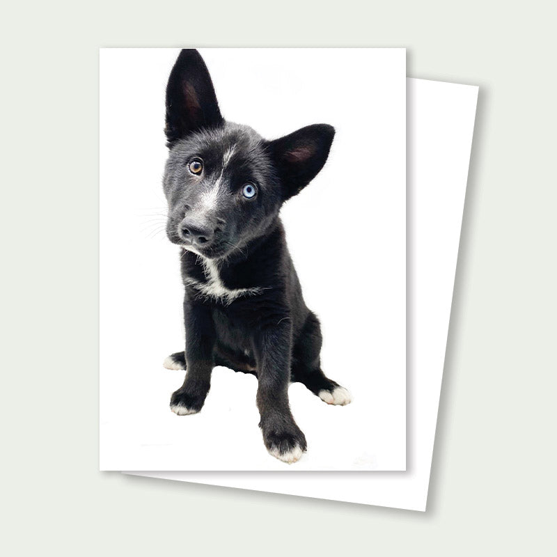 Black and white puppy on a greeting card with a white background