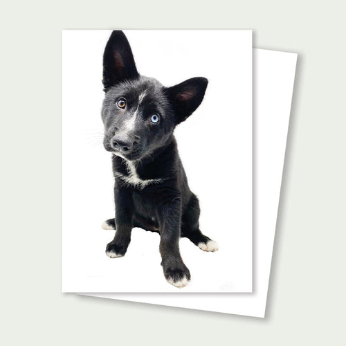 Black and white puppy on a greeting card with a white background