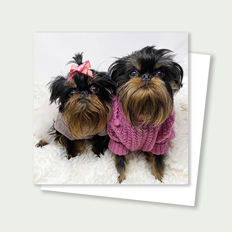 Harlow & Gigi Brussels Griffon Card 3x3