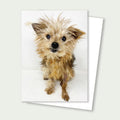 Gino Senior Yorkie Rescue Card