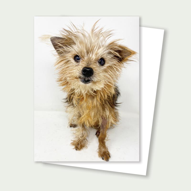 Gino Senior Yorkie Rescue Card