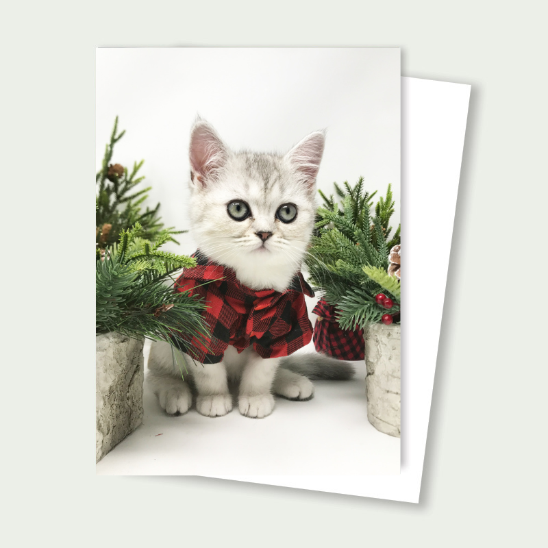 Indie Scottish Straight Kitten Lumberjack Holiday Card