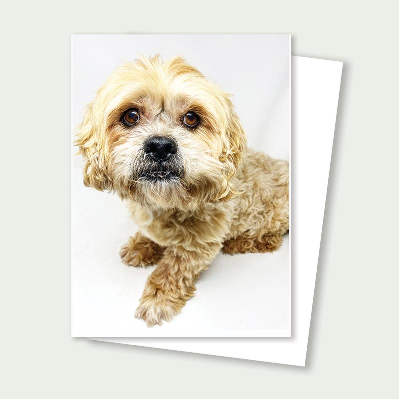 Jake from State Farm Rescue Card