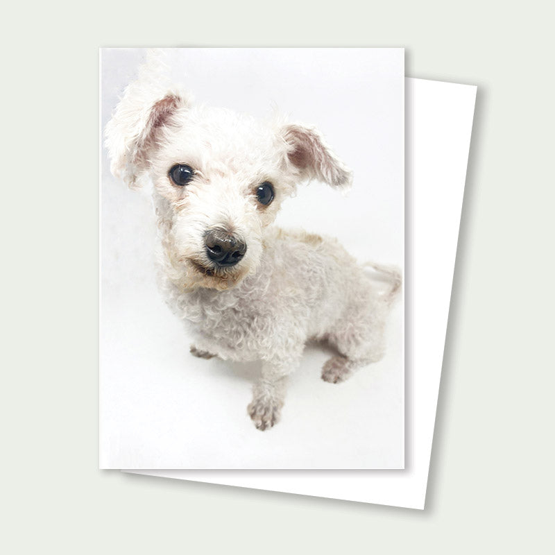 Kemper Poodle Mix Rescue Card