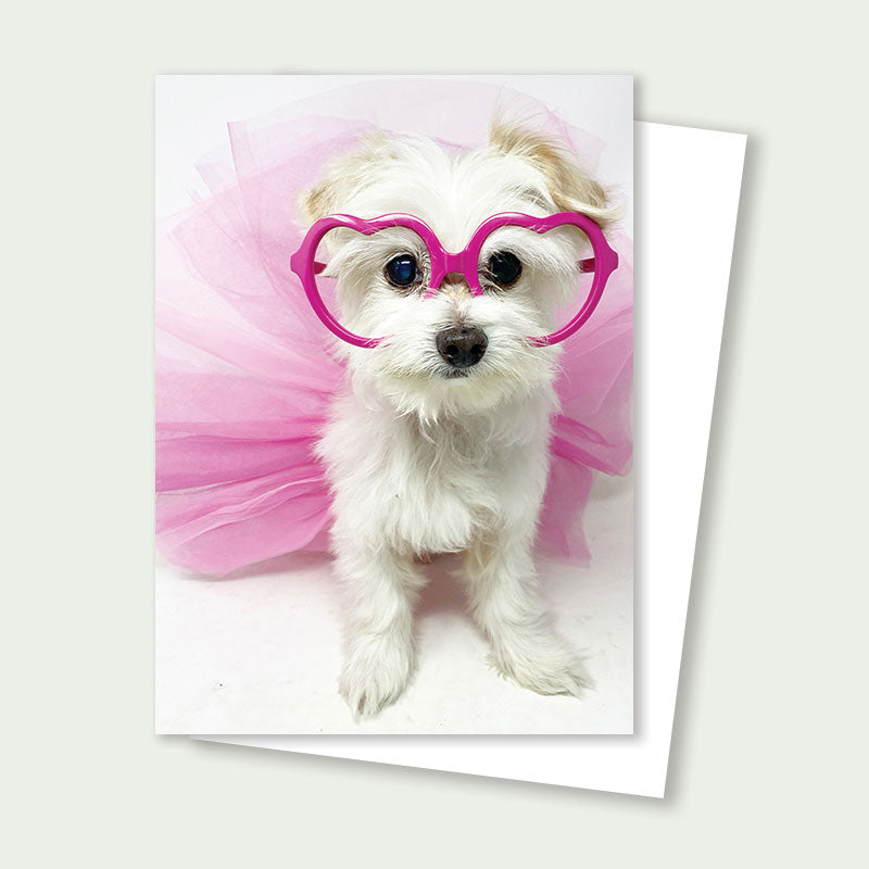 Lucky Senior Maltese Rescue Card