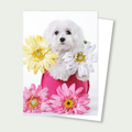 Winston Maltese Flowers Card