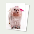 Maltese Diamond Shoes Fabulous Card