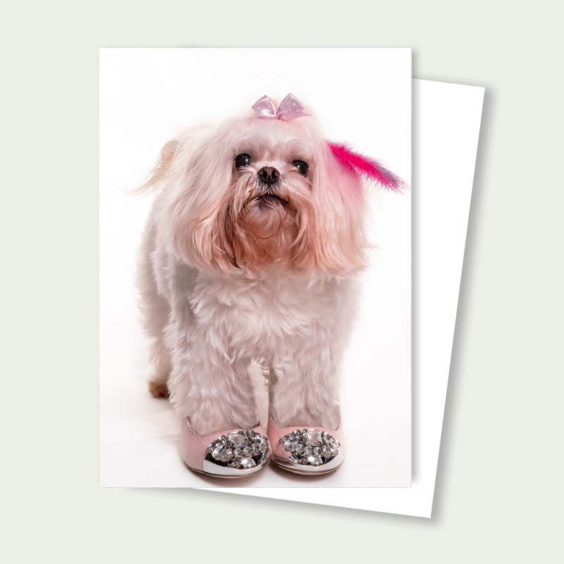 Maltese Diamond Shoes Fabulous Card
