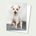 Pearl Senior Poodle Mix Rescue Card
