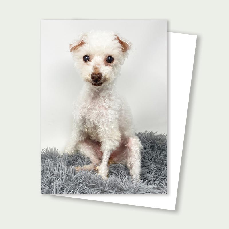 Pearl Senior Poodle Mix Rescue Card
