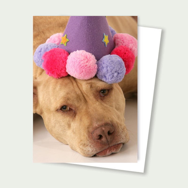 Pitbull Party Hat Birthday Card