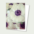 Poppy Floral Card- Purple white