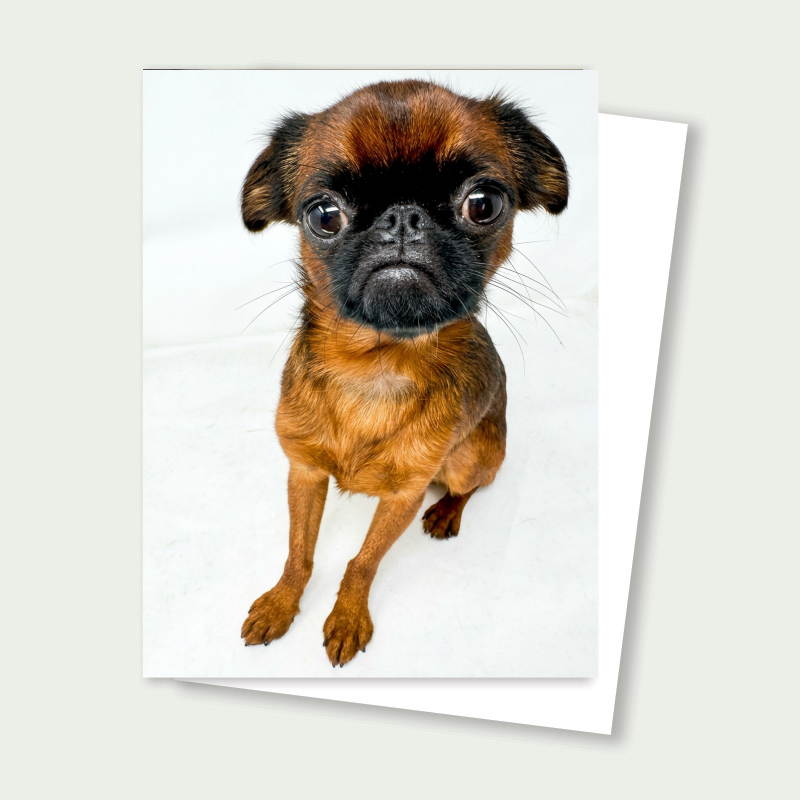 Smooth Coat Brussels Griffon Pup Card