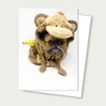 Sprout the Brussels Griffon - Cute Monkey