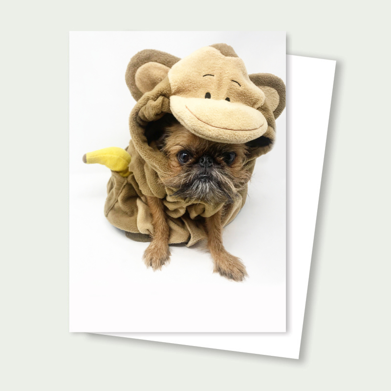 Sprout the Brussels Griffon - Cute Monkey