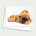 Sprout the Brussels Griffon - Cute Pumpkin