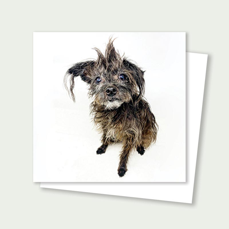 Tootsie Senior Tiny Terrier Rescue Card 3x3